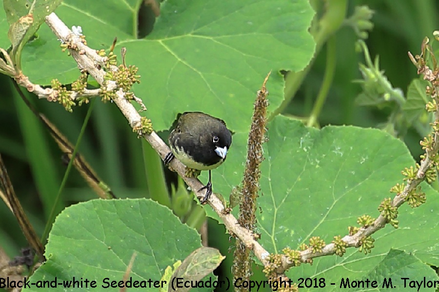 Black-and-white Seedeater -November- (Tandayapa, Ecuador)