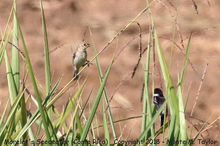 Morelet's Seedeater -winter Male & Female- (Costa Rica)