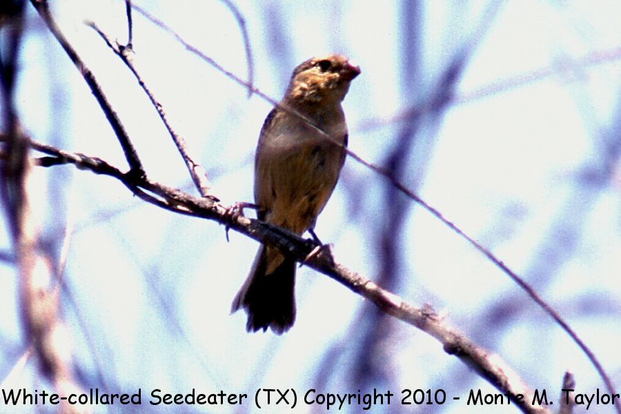 Morelet's Seedeater -spring female- (Texas)