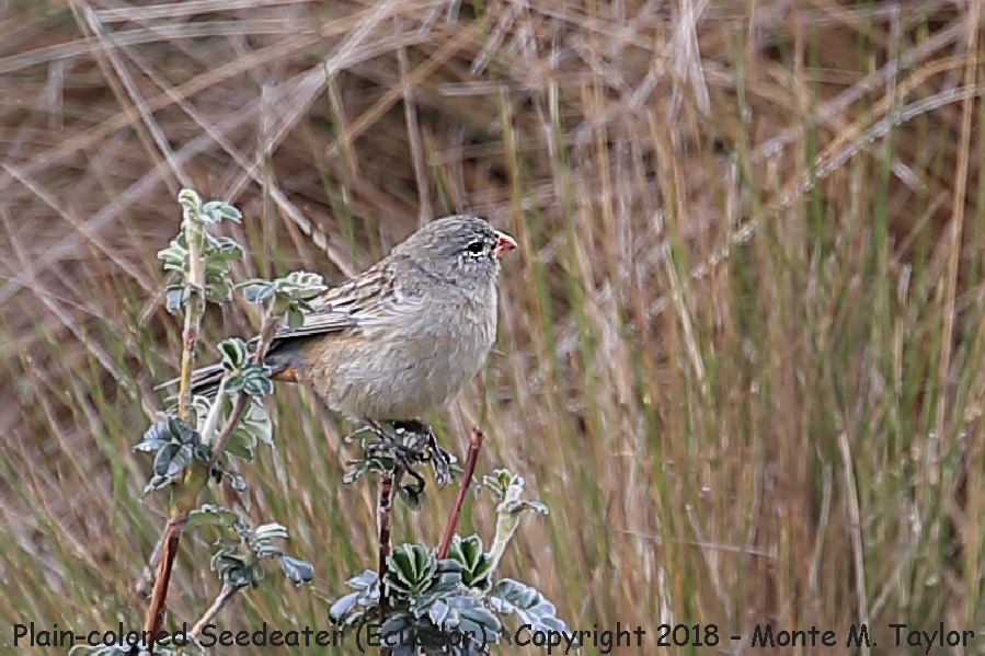 Plain-colored Seedeater -November- (Tambo Condor Lodge, Ecuador)