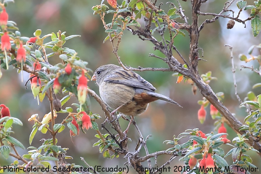 Plain-colored Seedeater -November- (Tambo Condor Lodge, Ecuador)