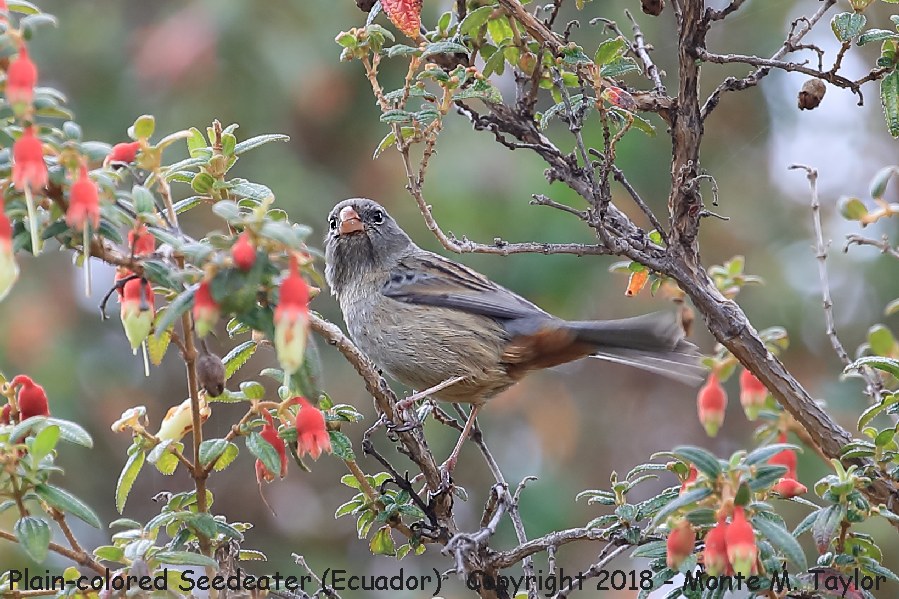 Plain-colored Seedeater -November- (Tambo Condor Lodge, Ecuador)