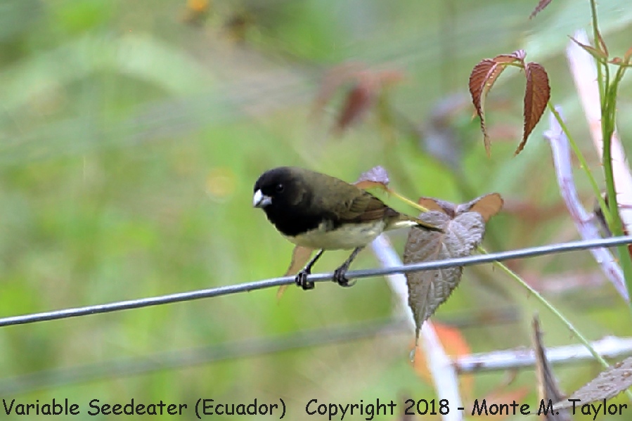 Variable Seedeater -November Male- (Angel Paz Reserve, Ecuador)