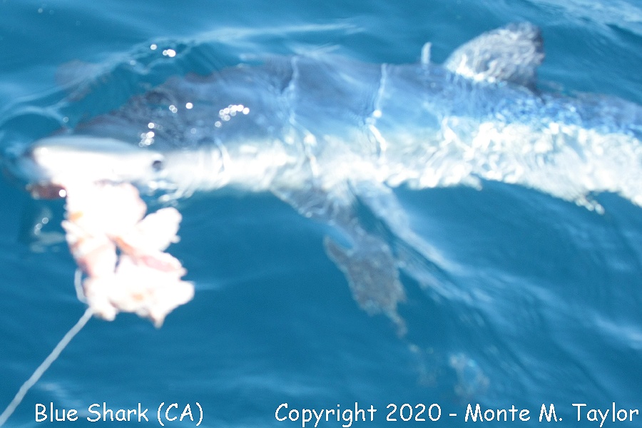 Blue Shark -summer- (California)