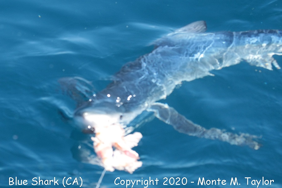 Blue Shark -summer- (California)