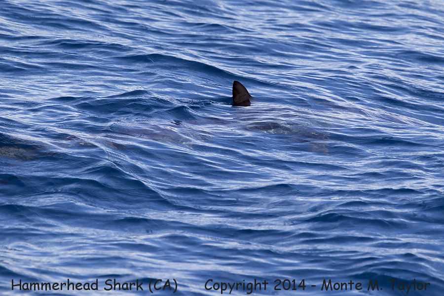 Hammerhead Shark -summer- (California)