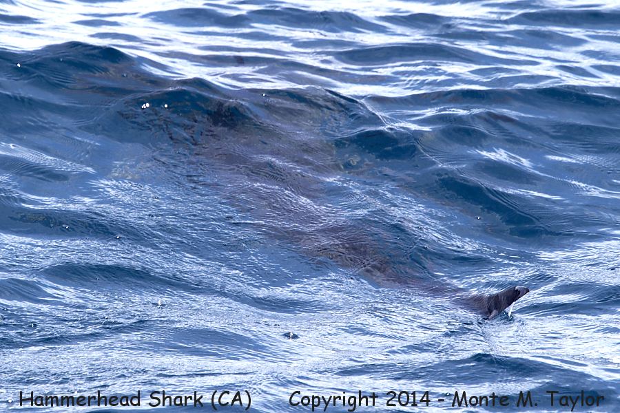 Hammerhead Shark -summer- (California)