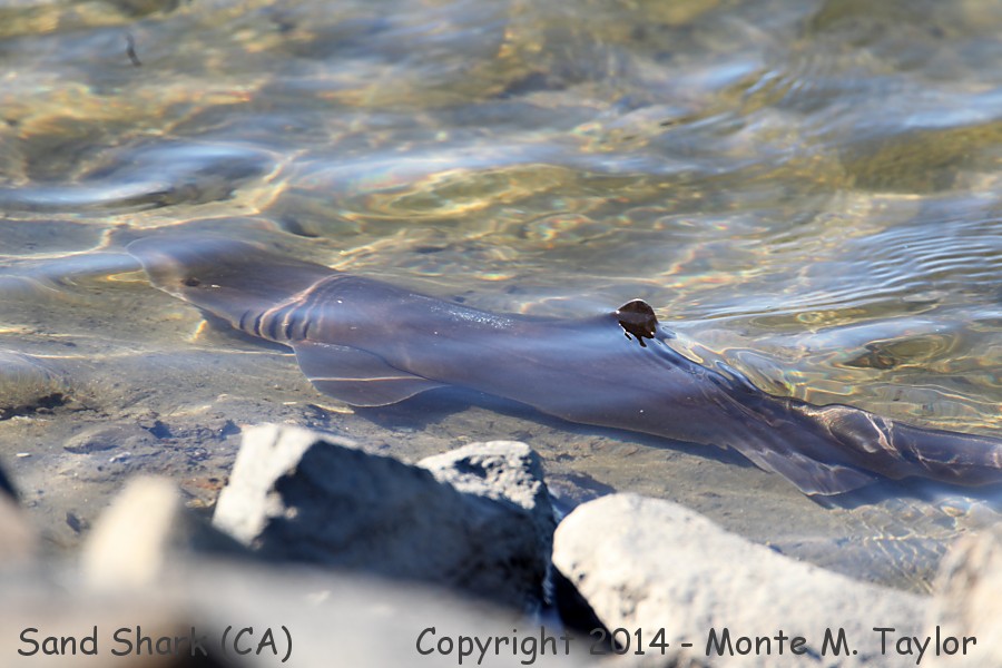 Sand Shark -summer- (California)
