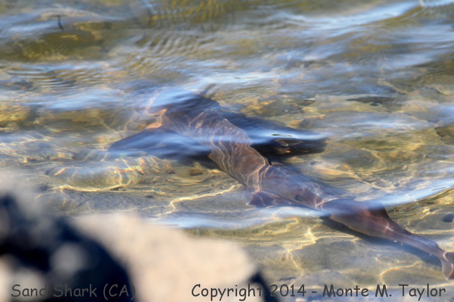 Sand Shark -summer- (California)