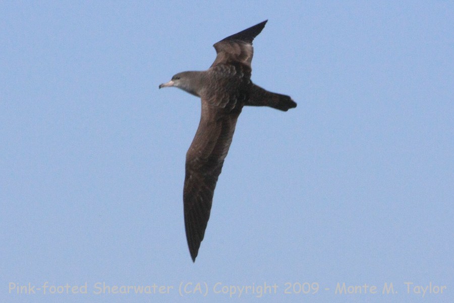 Pink-footed Shearwater -fall- (Monterey, California)