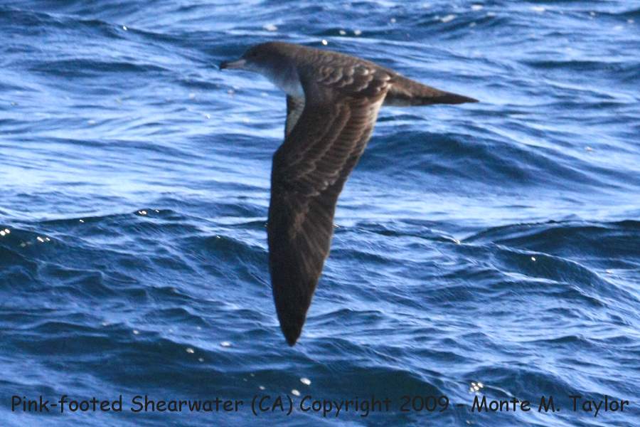 Pink-footed Shearwater -fall- (Monterey, California)