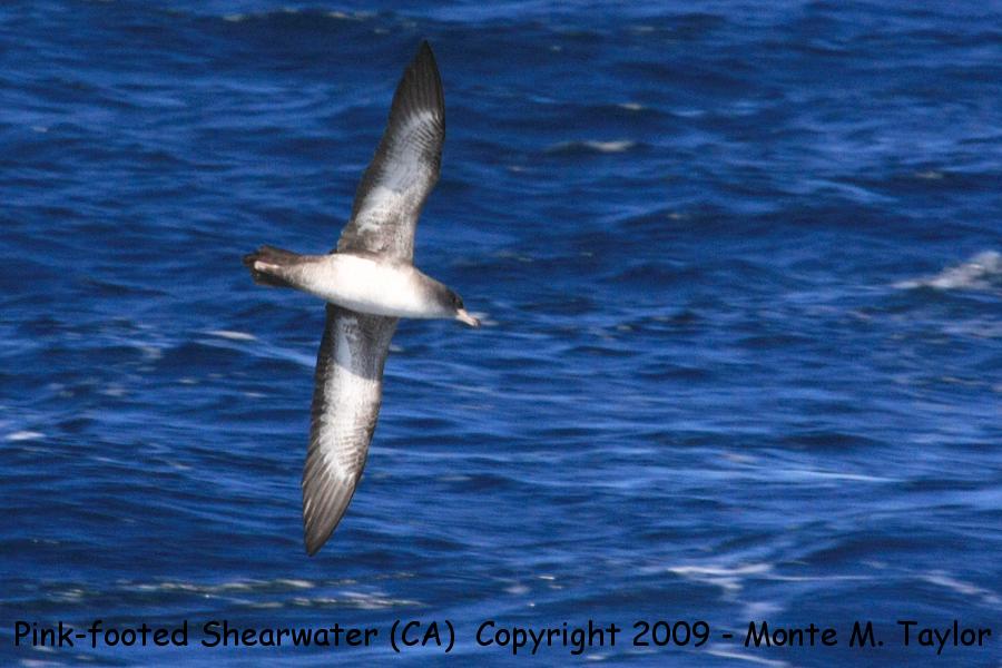 Pink-footed Shearwater -fall- (Monterey, California)