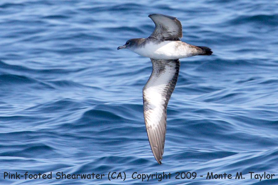 Pink-footed Shearwater -spring- (California)