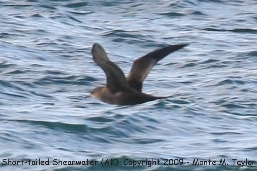 Short-tailed Shearwater -fall- (Gambell, St. Lawrence Island, Alaska)