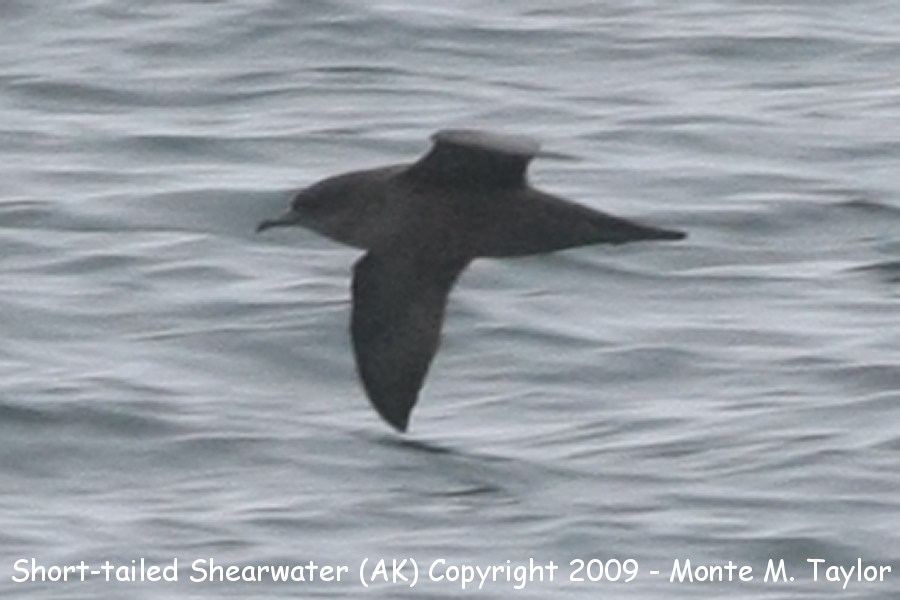 Short-tailed Shearwater -fall- (Gambell, St. Lawrence Island, Alaska)