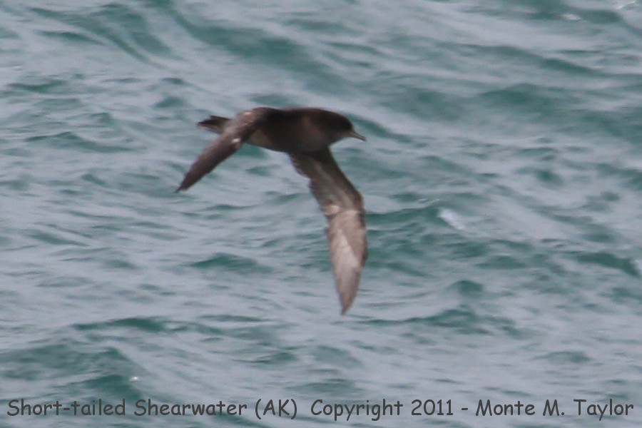 Short-tailed Shearwater -fall- (Gambell, St. Lawrence Island, Alaska)
