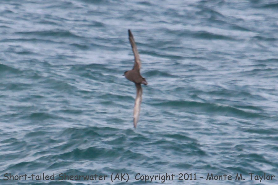 Short-tailed Shearwater -fall- (Gambell, St. Lawrence Island, Alaska)
