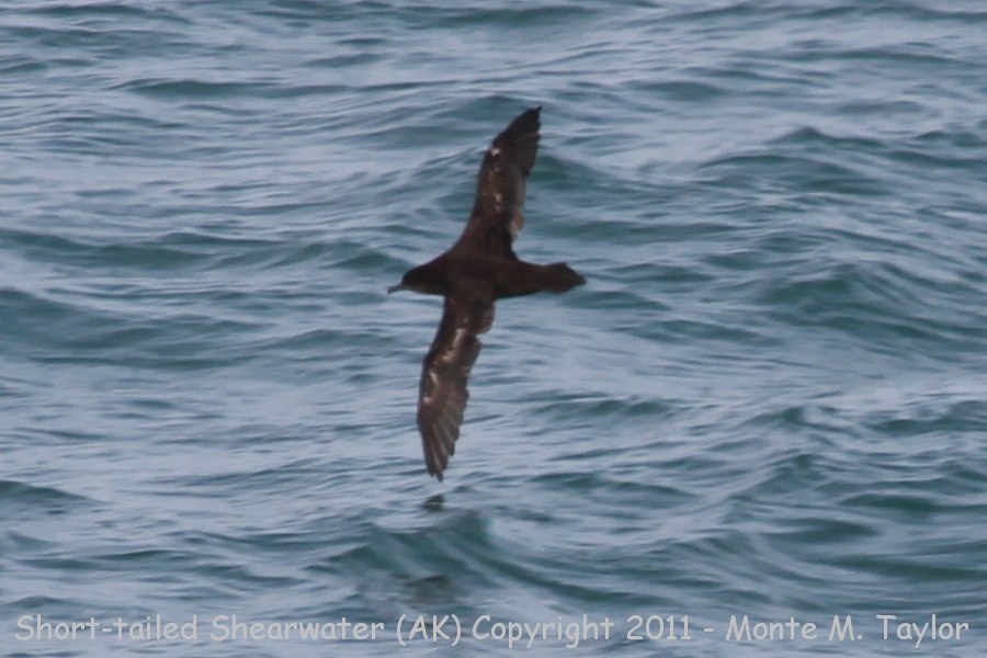 Short-tailed Shearwater -fall- (Gambell, St. Lawrence Island, Alaska)