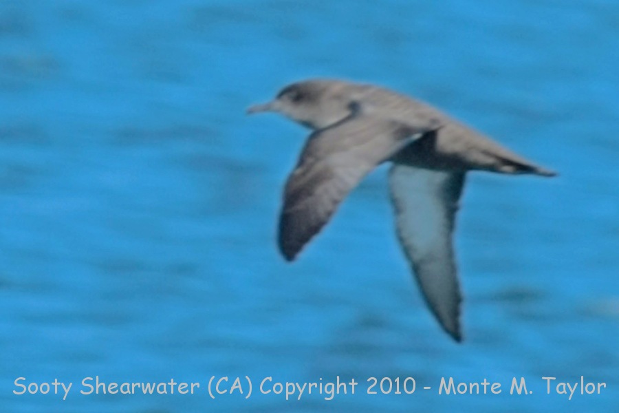 Sooty Shearwater -summer- (California)