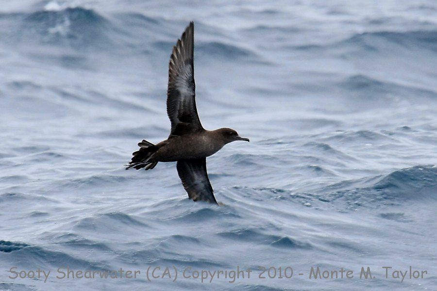 Sooty Shearwater -summer- (California)