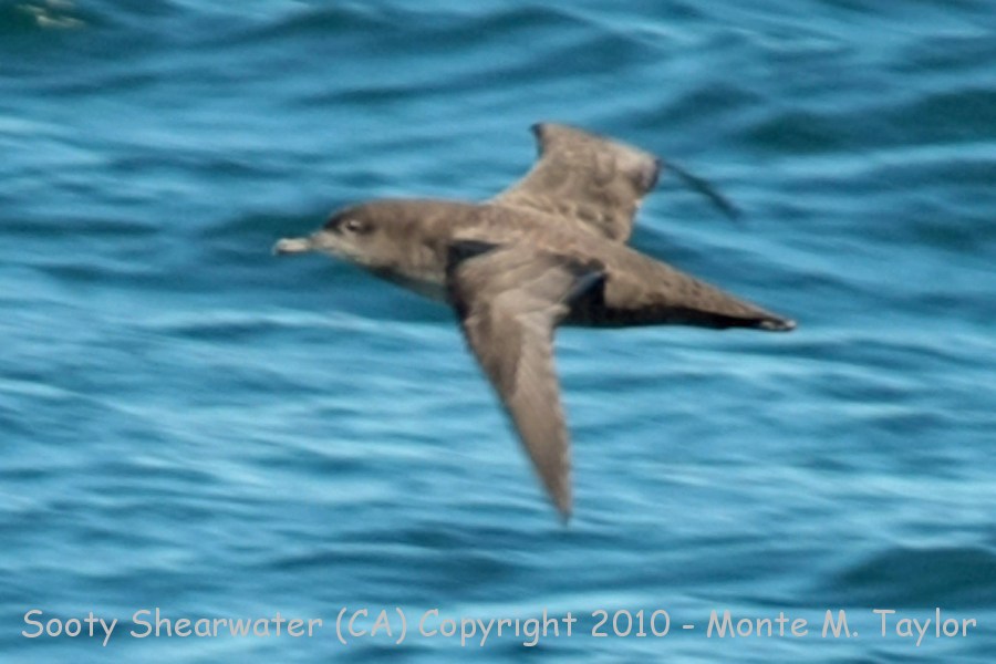 Sooty Shearwater -summer- (California)