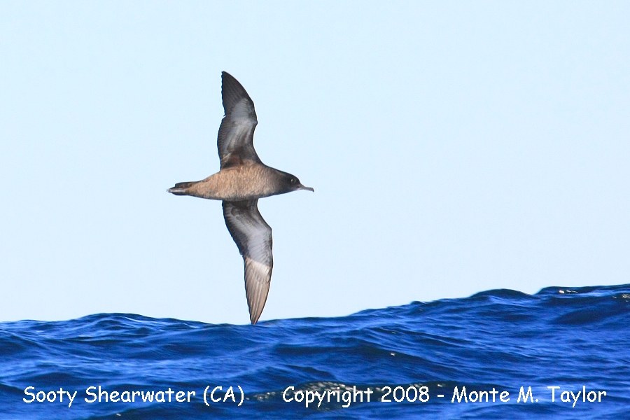 Sooty Shearwater -fall- (Monterey, California)