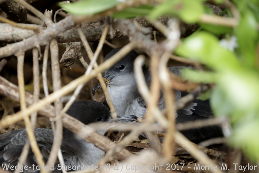 Wedge-tailed Shearwater -spring- (Kauai, Hawai'i)