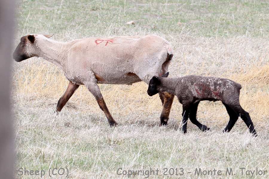 Sheep -spring- (Utah)
