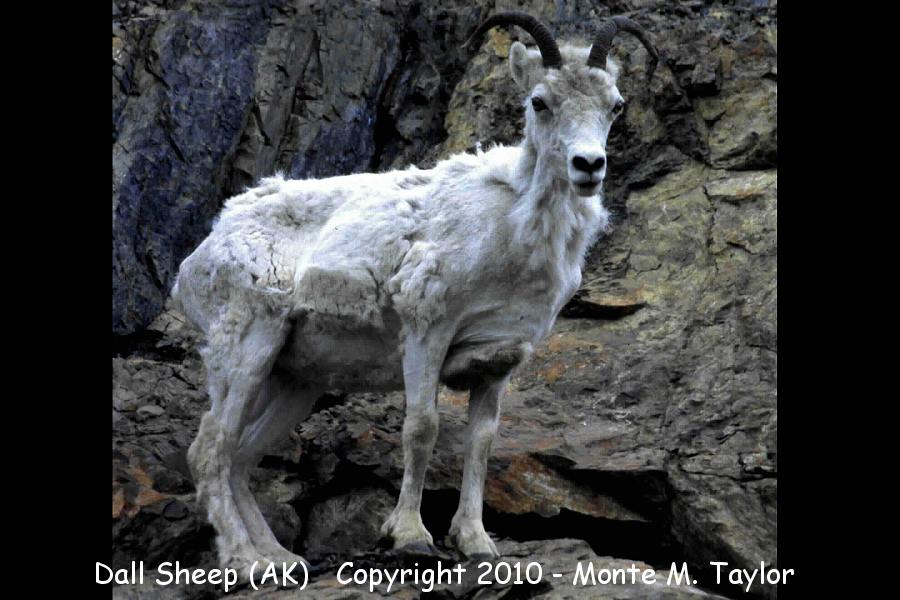 Dall Sheep -spring adult- (Denali National Park, Alaska)