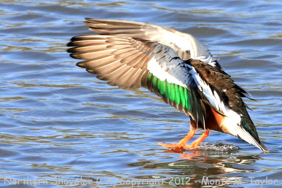 Northern Shoveler -winter male- (California)