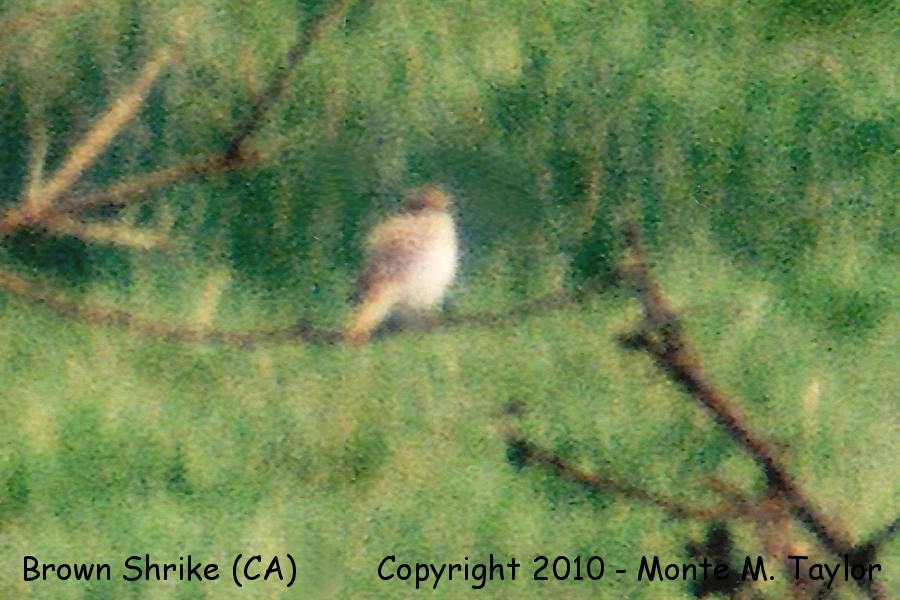 Brown Shrike -Mar 7th, 1987- (Point Reyes, California) L. c. cristatus/L. c. confusus group