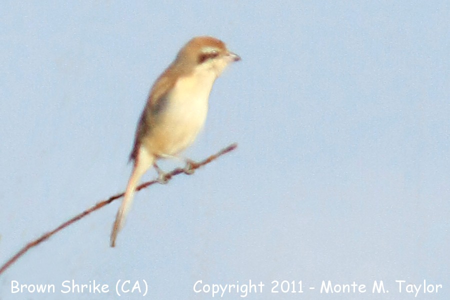 Brown Shrike -Feb 3rd, 2011- (McKinleyville, California)