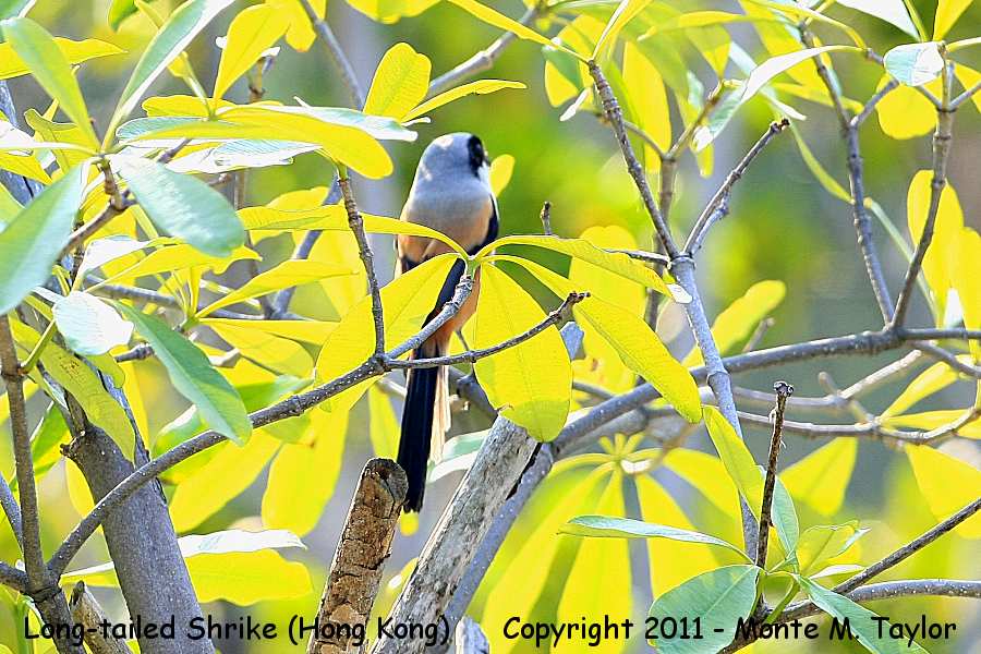 Long-tailed Shrike -winter- (Hong Kong, China)