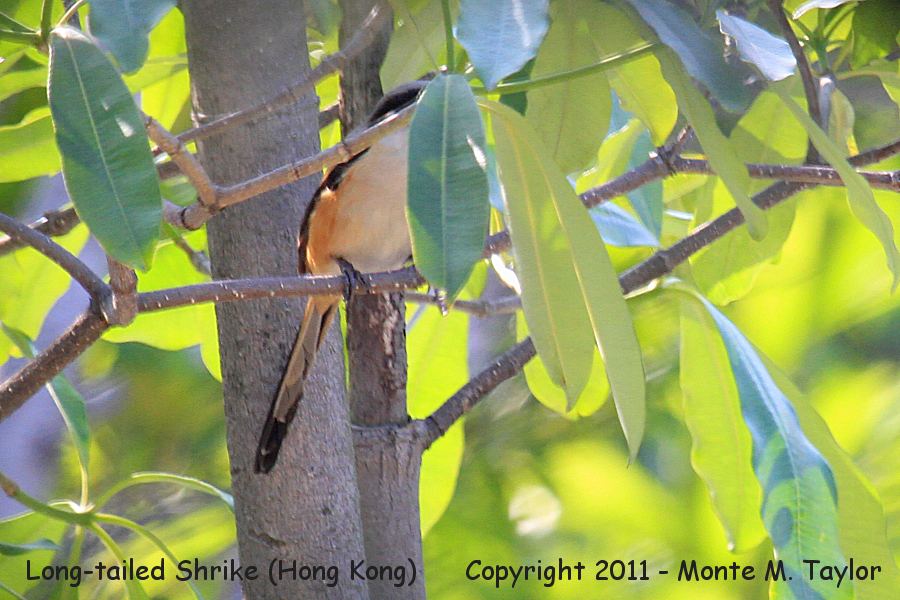 Long-tailed Shrike -winter- (Hong Kong, China)