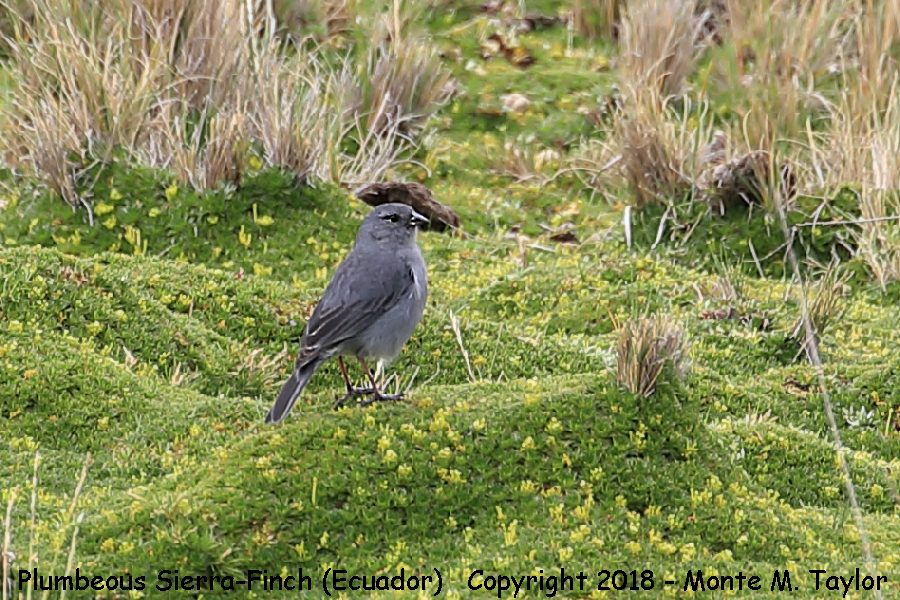 Plumbeous Sierra-finch -November Male- (Antisana Ecological Reserve, Ecuador)