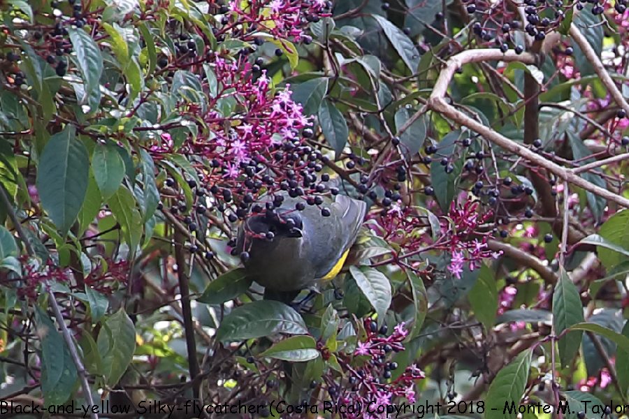 Black-and-yellow Silky-Flycatcher -winter female- (Savegre, Costa Rica)