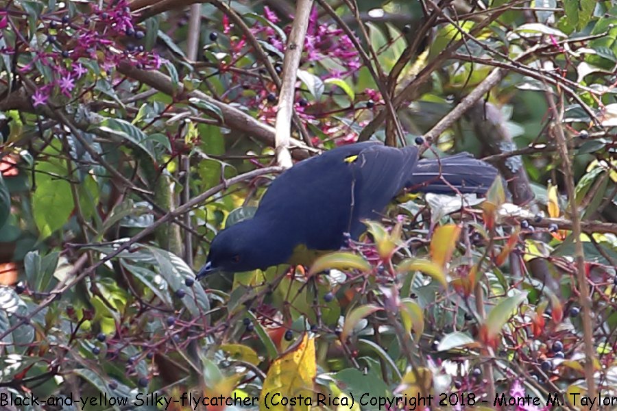 Black-and-yellow Silky-Flycatcher -winter male- (Savegre, Costa Rica)