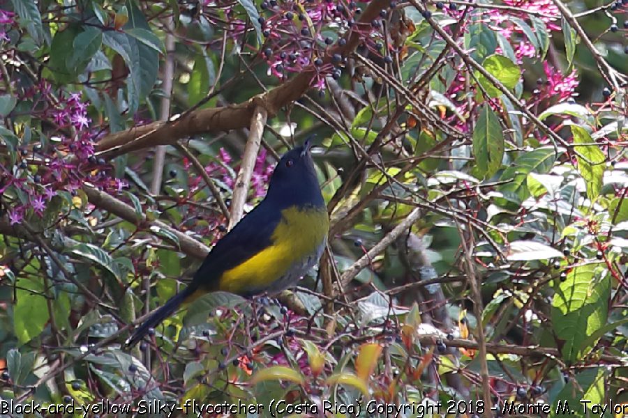 Black-and-yellow Silky-Flycatcher -winter male- (Savegre, Costa Rica)
