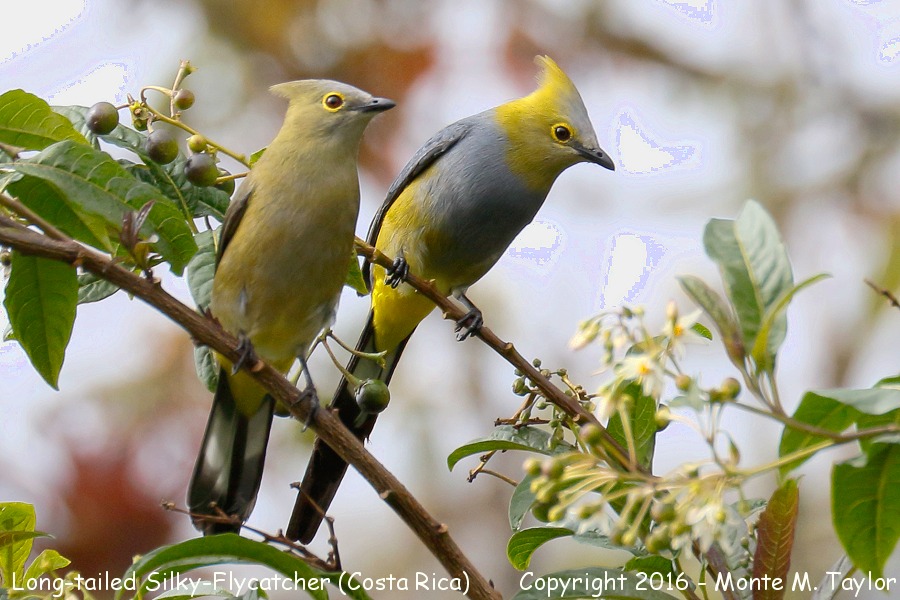 Long-tailed Silky-Flycatcher -winter male and female- (Savegre, Costa Rica)