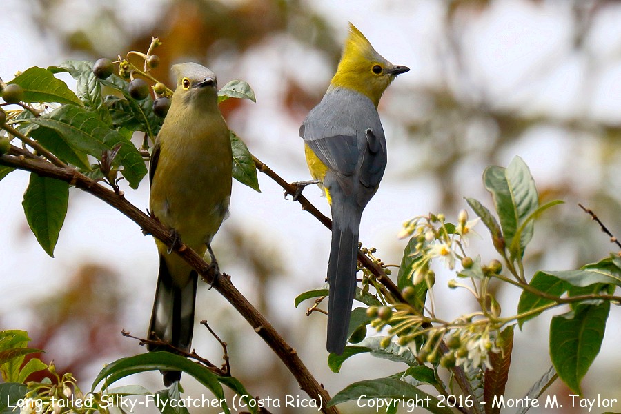 Long-tailed Silky-Flycatcher -winter male and female- (Savegre, Costa Rica)