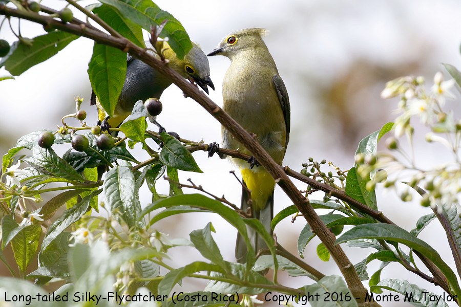 Long-tailed Silky-Flycatcher -winter male and female- (Savegre, Costa Rica)
