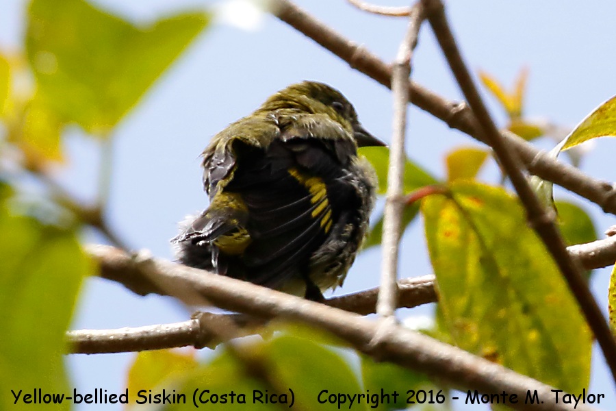 Yellow-bellied Siskin -winter female- (Savegre, Costa Rica)