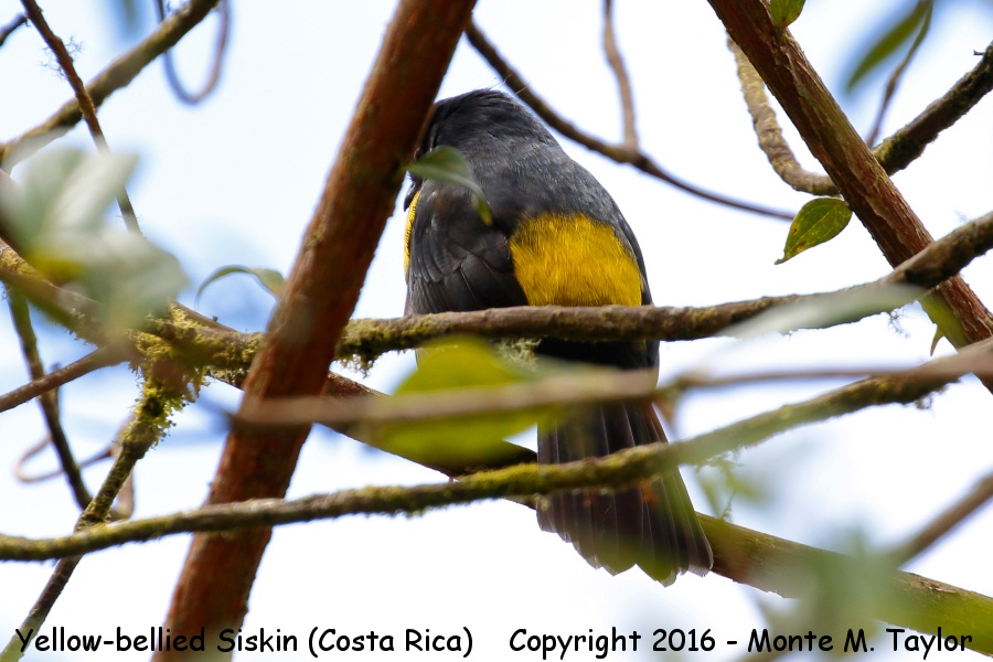 Yellow-bellied Siskin -winter male- (Savegre, Costa Rica)