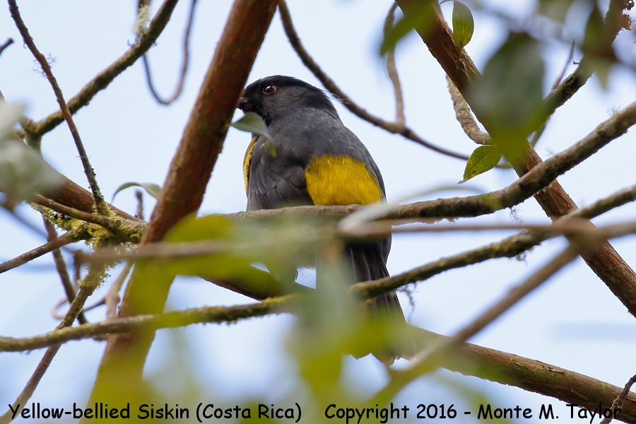 Yellow-bellied Siskin -winter male- (Savegre, Costa Rica)