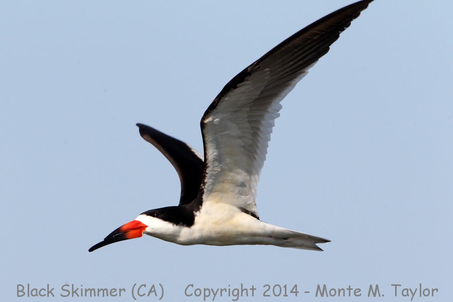 Black Skimmer -spring- (California)