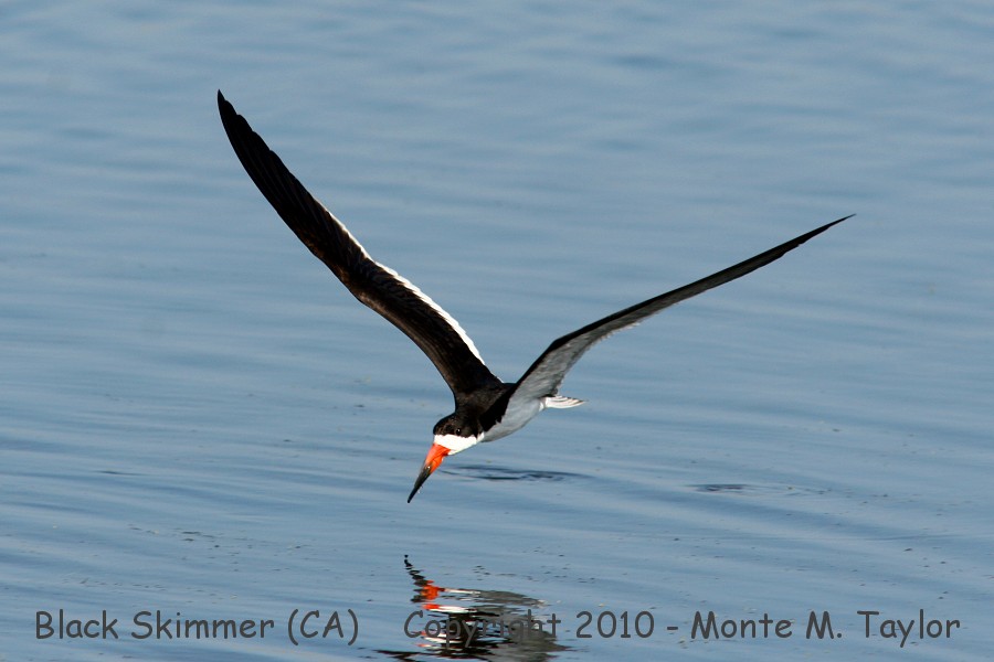 Black Skimmer -summer- (California)