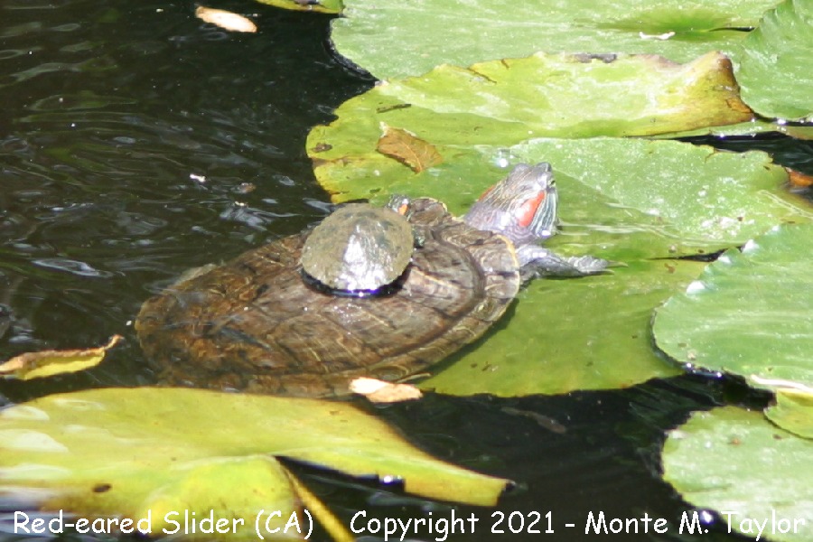 Red-eared Slider -spring w/youngster on back- (California)