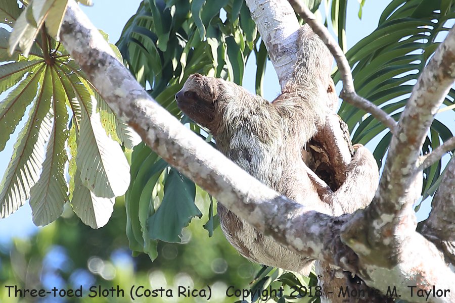 Brown-throated Sloth -winter- (Costa Rica)