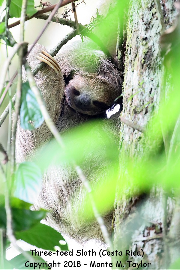 Brown-throated Sloth -winter- (Costa Rica)