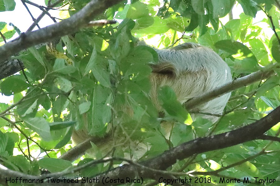 Hoffmann's Two-toed Sloth -winter- (Costa Rica)